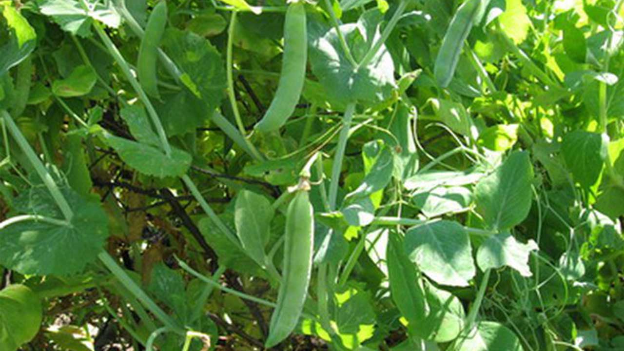 La Production agricole 